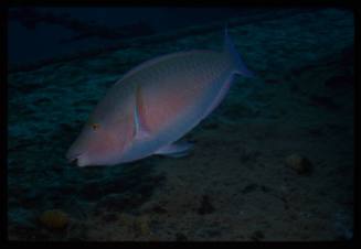 Longnose parrotfish (Hipposcarus harid)