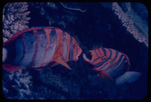 Harlequin tuskfish (Choerodon fasciatus)