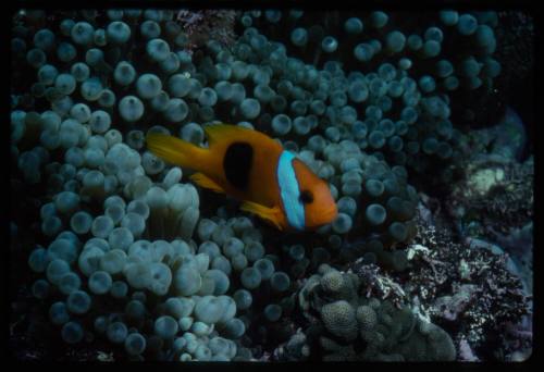 Cinnamon clownfish (Amphiprion melanopus)