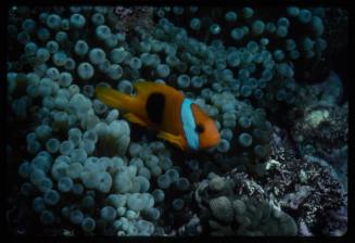 Cinnamon clownfish (Amphiprion melanopus)