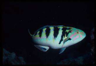 Sixbar wrasse(Thalassoma Hardwicke)