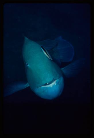 Venus tusk fish & cleaner wrasse