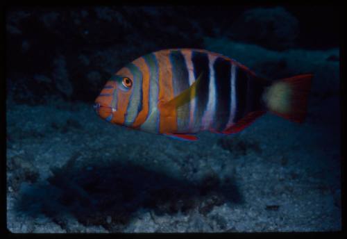 Harlequin tuskfish (Choerodon fasciatus)