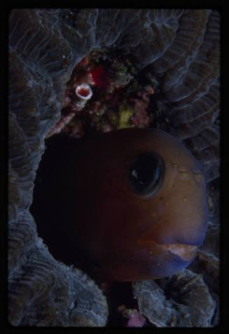 Blenny