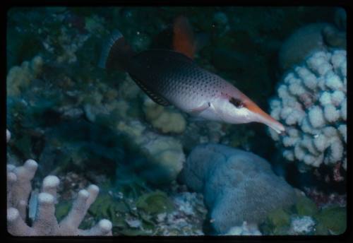 Bird wrasse (Gomphosus varius)