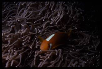 White bonnet anemonefish (Amphiprion leucokranos)