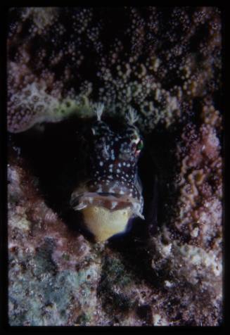 Blenny