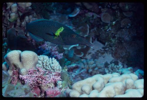 Male bird wrasse (Gomphosus varius)