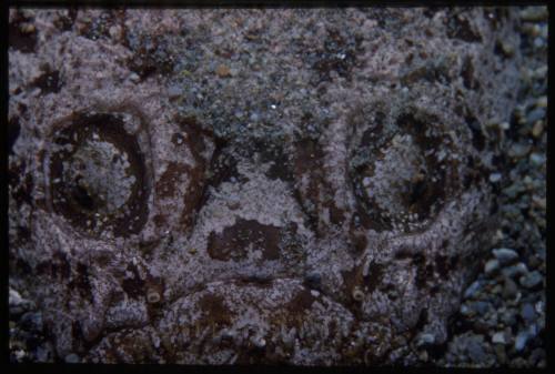 Close up of the eyes of a flatfish