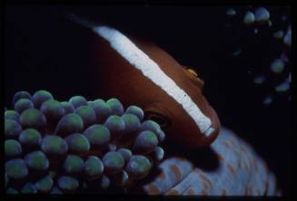 Orange skunk clownfish (Amphiprion sandaracinos)