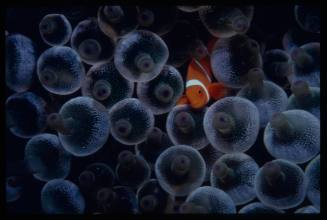 Clownfish in bubbletip anemone