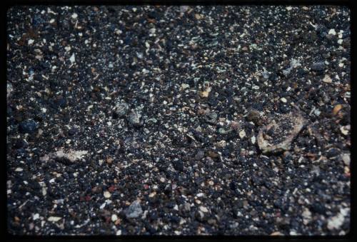 Flowery flounder (Bothus macus) camouflaged