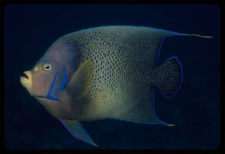 Semicircle angelfish (Pomacanthus semicirculatus)