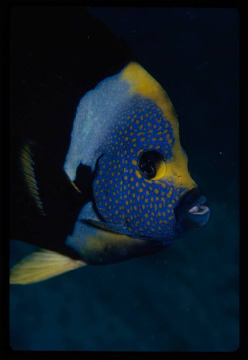 Yellowtail angelfish (Chaetodontoplus personifer)