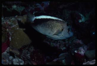 Griffis angelfish (Apolemichthys griffisi)