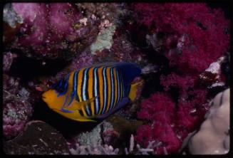 Royal angelfish (Pygoplites diacanthus)