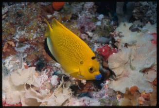 Three spot angelfish (Apolemichthys trimaculatus)