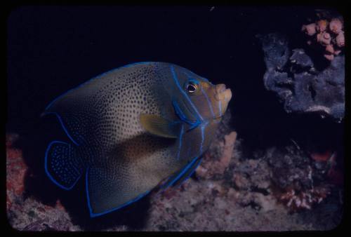 Semicircle angelfish (Pomacanthus semicirculatus)