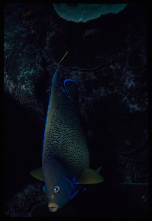 Semicircle angelfish (Pomacanthus semicirculatus)