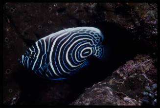 Juvenile emperor angelfish (Pomacanthus imperator)