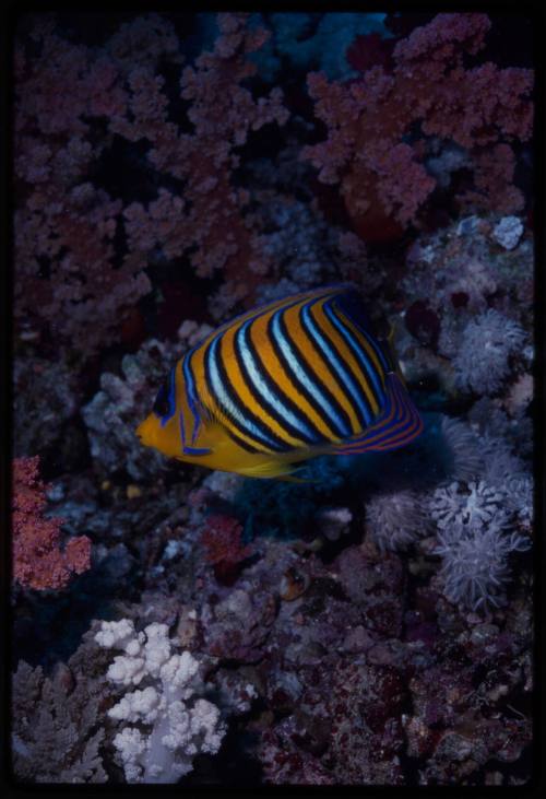 Royal angelfish (Pygoplites diacanthus)