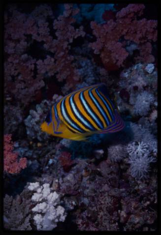 Royal angelfish (Pygoplites diacanthus)