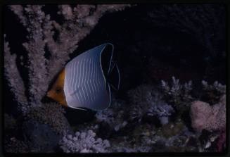 Hooded butterflyfish (Chaetodon larvatus)