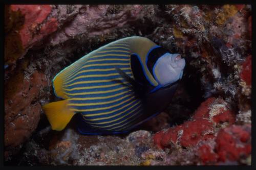 Emperor angelfish (Pomacanthus imperator)