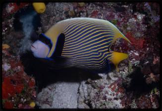 Emperor angelfish (Pomacanthus imperator)