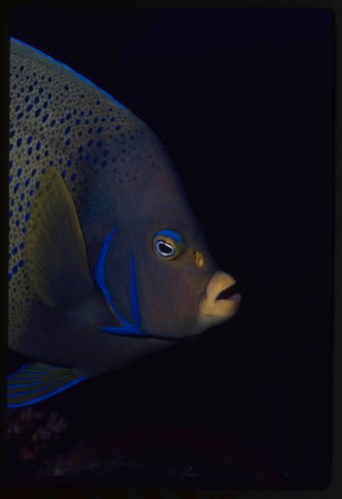 Semicircle angelfish (Pomacanthus semicirculatus)