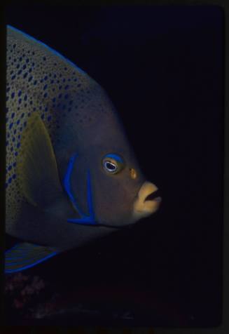 Semicircle angelfish (Pomacanthus semicirculatus)