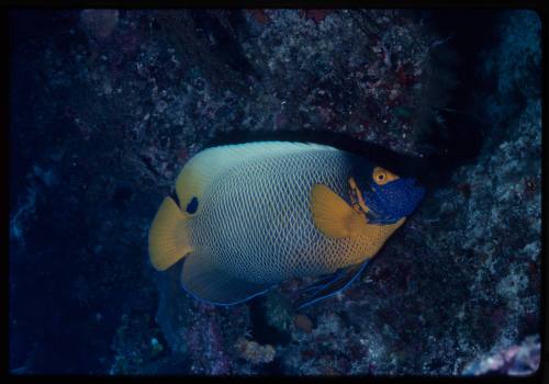 Blueface angelfish (Pomacanthus xanthometopon)