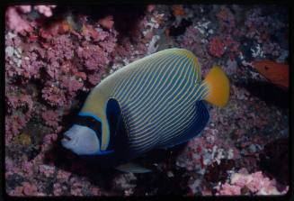 Emperor angelfish (Pomacanthus imperator)