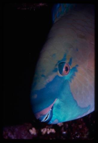 Parrotfish