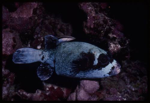 Masked puffer (Arothron diadematus) with a cleaner wrasse