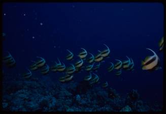 Schooling bannerfish (Heniochus diphreutes)