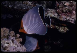 Hooded butterflyfish (Chaetodon larvatus)