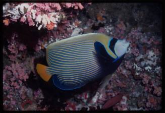 Emperor angelfish (Pomacanthus imperator)