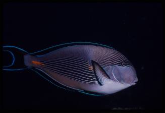 Sohal surgeonfish (Acanthurus sohal)