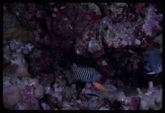 Zebra angelfish (Genicanthus caudovittatus) with other reef fish