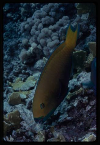 Parrotfish