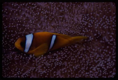 Clownfish on an anemone