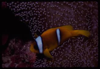 Clownfish on an anemone