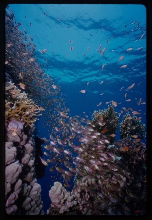 School of fish swimming around a coral reef