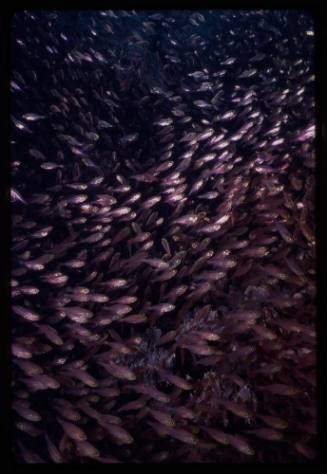 School of small fish