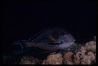 Sohal surgeonfish (Acanthurus sohal)