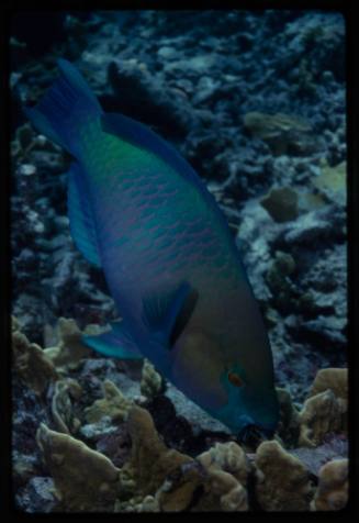 Parrotfish