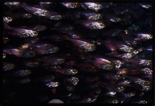 Close up of a dense school of small fish