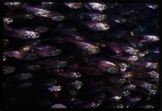 Close up of a dense school of small fish