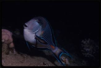 Sohal surgeonfish (Acanthurus sohal)